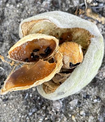 Almond Day updates growers on new pest, disease in California