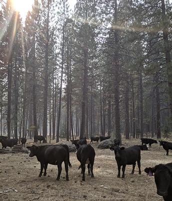 Climate, wildfire, wolves topics of Feb. 18 rangeland discussions in Davis