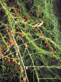 Fall seed pods