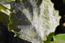 Powdery mildew infestation.        Photo: Dorothy Weaver