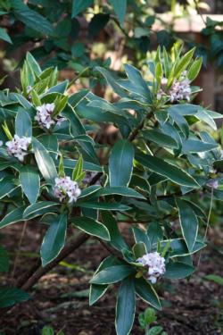 Daphnes emit a delightful fragrance in winter.