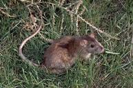 Norway rat