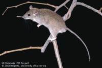 Roof rat