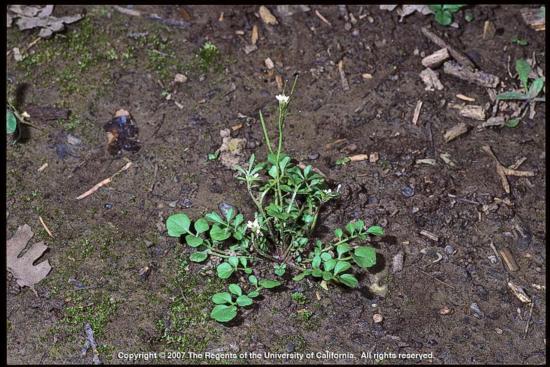 Hairy bittercress (Cardamine hirsute)