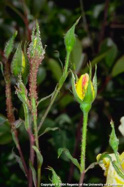 Tender new plant growth attracts aphids.