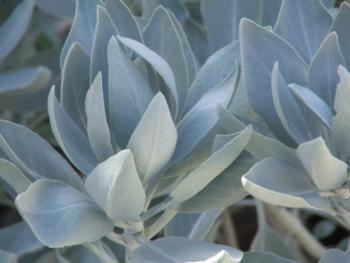 The silky white beauty of Salvia apiana. (Photo courtesy of Las Pilitas Nursery)