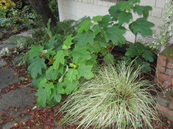 A yellow-white-striped Carex grass and large-leaved Oak Leaf Hydrangea. (Photo: Marie Narlock)