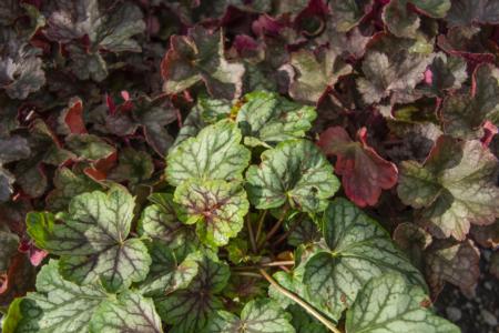 Coral bells come in a variety of colors. (Photo: Marybeth Kampman)