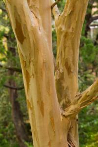 Crape myrtle
