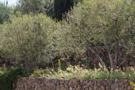 Olive trees can make a strong design statement  in a windy landscape. Photo by Marybeth Kampman.