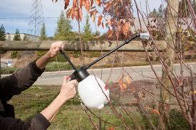 fruit trees