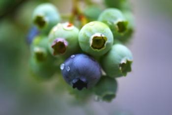 Blueberries
