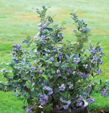 blueberries