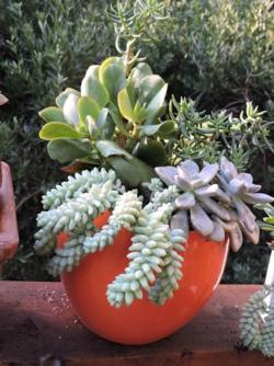 Succulents are excellent container plants
