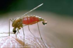 mosquito