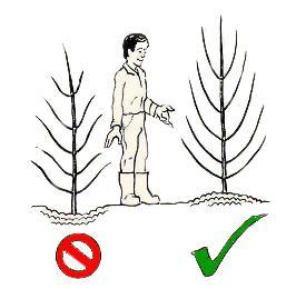 Leaflet - planting fruit trees