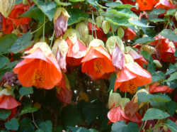 Chinese lanterns come in many colors