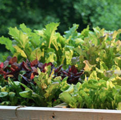 Salad greens are beautiful and delicious