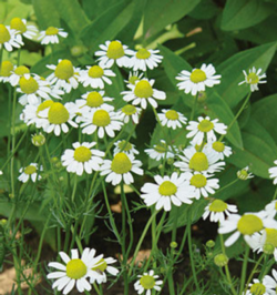 Chamomile’s sweet daisy-like flowers