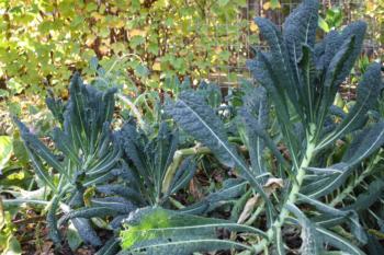 kale