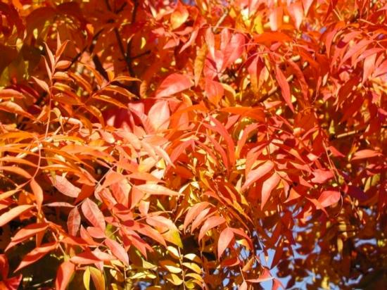 Chinese pistache leaves.tif