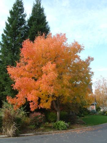 Chinese pistache tree.tif