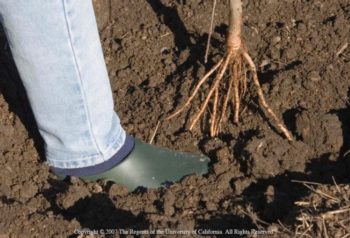 Bare root roses are easy to transport and plant
