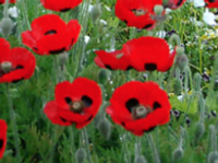 poppy