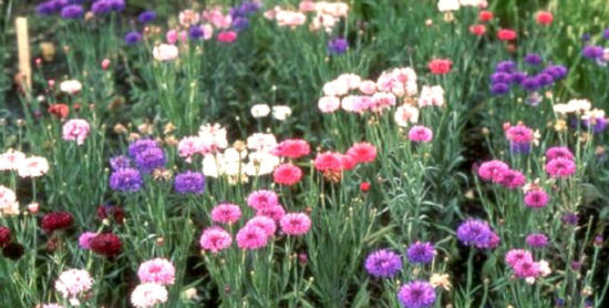 annuals