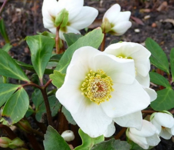 Helleborus niger, Christmas Rose