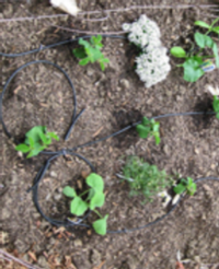 Drip systems range from simple to elaborate. Photo: UC Regents