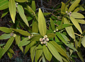 The California Bay tree is a primary host plant for spreading the SOD pathogen to oaks. The evergreen tree grows to 75’ tall. (photo: GardenSoft)