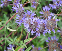 Salvia ‘Allen Chickering’
