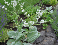 Salvia argentea