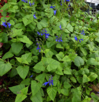 Salvia cacaliifolia