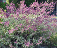 Salvia canariensis