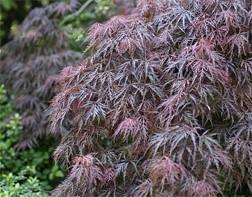Protect Japanese maples from strong winds and  afternoon sun. Photo: courtesy of UC Regents