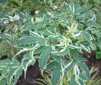 Japanese maple - green
