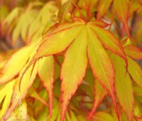 Japanese maple - yellow