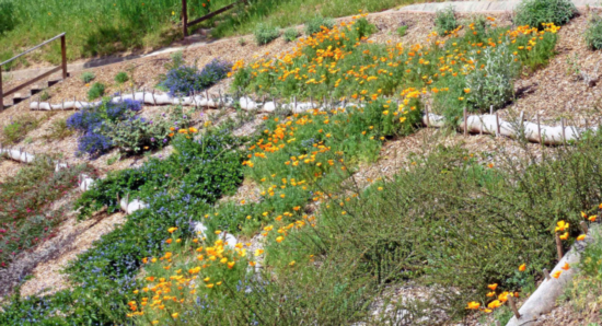 Wattles on Hillside.  Photo credit: Bob Mauceli, MMG