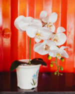 Photo: Bernard Hermant, Unsplash