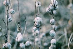 Snails have both male and female reproductive organs, which allows them to reproduce easily and abundantly. Photo: Blanca Paloma Sánchez, Unsplash