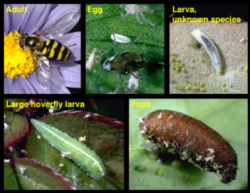 Syrphid flies provide important garden services, including being a natural enemy to some garden bad guys  Photo courtesy UC Regents