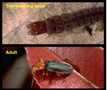 Soldier beetles feed under bark or in soil or litter, where they gobble up eggs and larvae of less desirable insects. Photo: UC Regents
