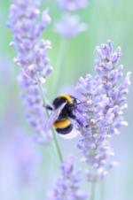 Like people and other mammals, insects need food, water, and shelter.  Photo: Thomas Jörn, Unsplash