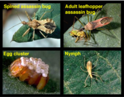 Assassin bugs prey on numerous small and medium-sized insects, including caterpillars and aphids. Photo courtesy of UC Regents