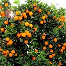 orange tree