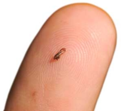 The Asian citrus psyllid is a tiny pest that’s causing big problems.  Photo courtesy of UC Regents.