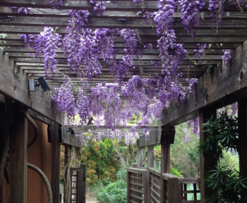 wisteria