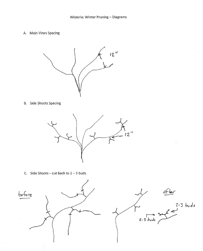 wisteria winter pruning